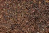 Polished Petrified Palmwood Slab - Live Oak County, Texas #236217-1